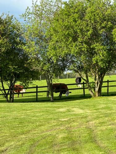 two cows standing behind a fence in a field at Rivington Barn in Kerne Bridge
