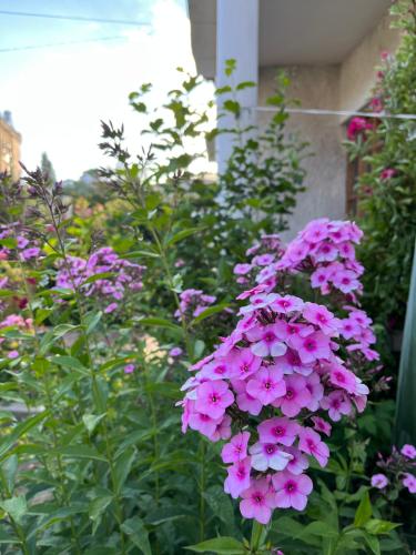 a bunch of pink flowers in a garden at Chakzot garden house in Leh