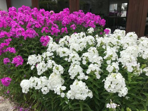 a bunch of white and purple flowers in a garden at Abendruhe Hotel - kontaktloser Check In in Oberhaching