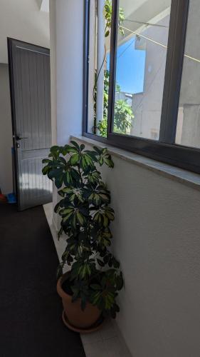 Una pianta in un vaso vicino a una finestra di Guest House AZA a Pogradec