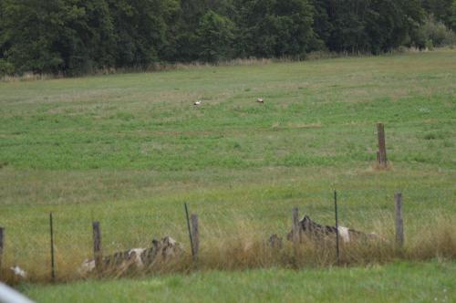 a giraffe laying in a field behind a fence at Chez Thérèse et Marguerite in Kindwiller