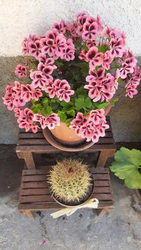 a pot of pink flowers on a wooden table at Artenatura BeB in Terranuova Bracciolini