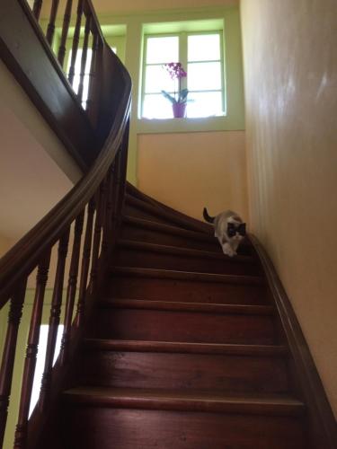 a dog standing on the stairs of a house at Ravissante petite suite in Colmar