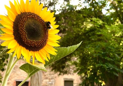 Gallery image of B&B Giuncaia17 in Polveraia