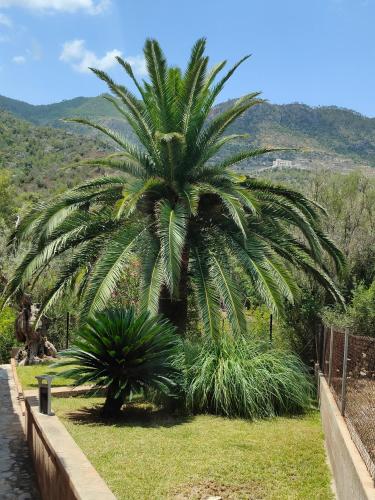 a palm tree in a field next to a fence at Villa Capllonch in Banyalbufar