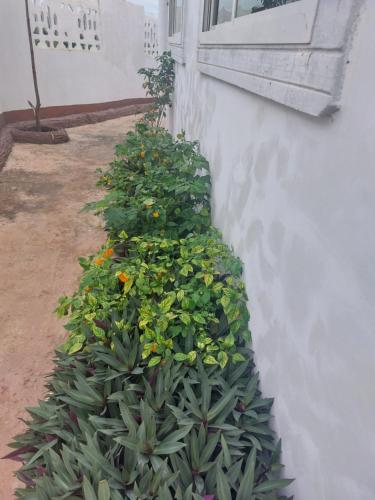 Nungwi appartement- house في نونغوي: صف من النباتات على جانب المبنى