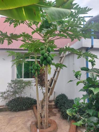 ナングウィにあるNungwi appartement- houseの建物前のヤシの木