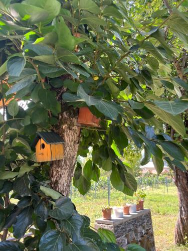 Ein Garten an der Unterkunft Qoqosa In Racha