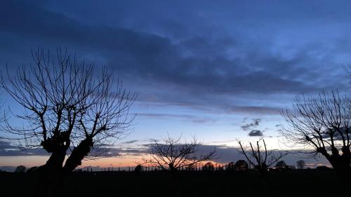 a group of trees in a field at sunset at Corte LOIOL in Scorzarolo