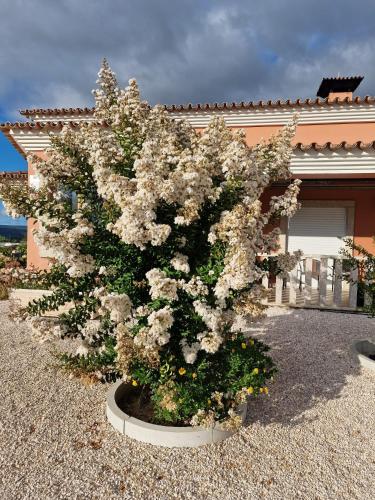 a tree with white flowers in a pot in front of a house at Recanto da Serra - Alojamento Local in Lousã