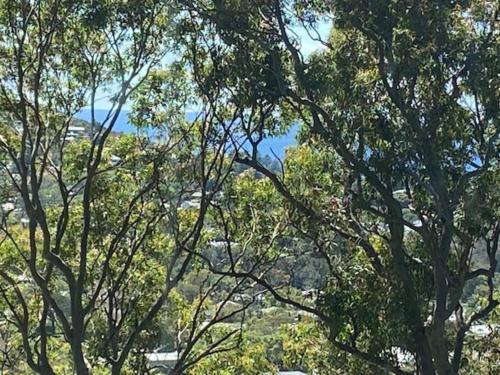 a bird is sitting in a tree at Treetop coastal getaway in Avalon Beach in Avalon