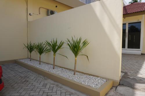 a row of palm trees against a white wall at Hotel Luansa Klui in Mangsit