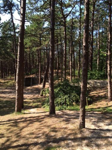 a wooded area with trees in a forest at De Folks in Hoorn