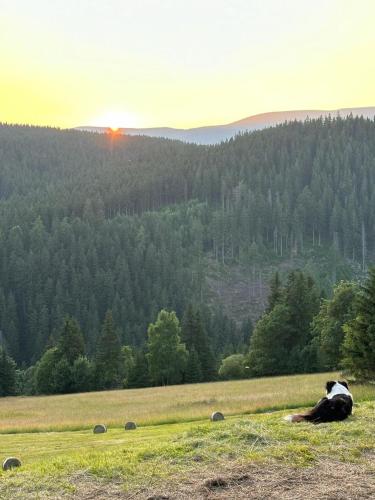 a person laying on the grass in a field at Hotel Oddech in Pec pod Sněžkou