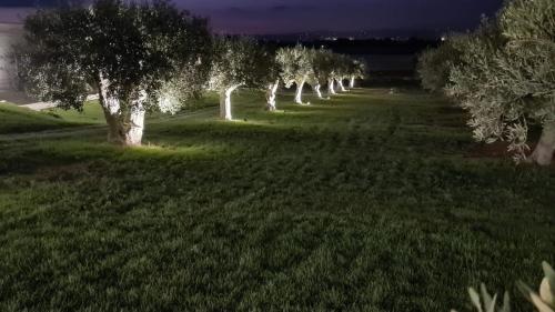 a row of olive trees in a field at night at Agriturismo il Cappero b&b Marzamemi in Noto