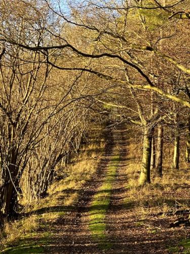 a forest of trees with their shadows on a dirt road at Perfectly Positioned Hambleden House in Henley on Thames
