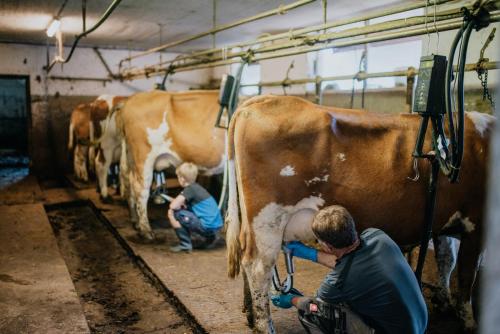 Fotografie z fotogalerie ubytování Bio-Bergbauernhof Weger v destinaci Dellach