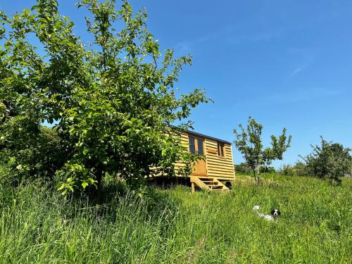 a cabin in the middle of a field of tall grass at Woodpecker Hill - apple orchard in Alfriston in Alfriston