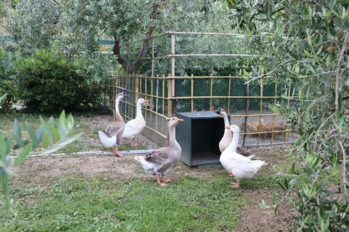 a group of geese standing next to a television at Cevoli Country Resort in Lari