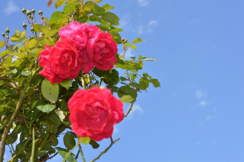 two red roses on a tree with the sky in the background at Quiet light room! in Zizur Mayor