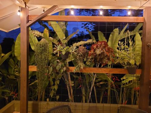 a window filled with lots of plants at Cabina Rancho la Merced in Uvita