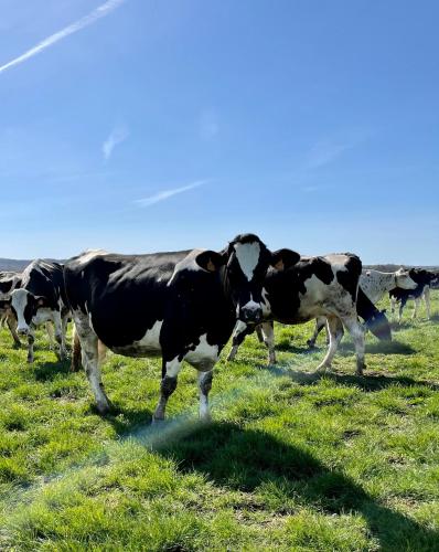 a group of cows standing in a grassy field at Chambre à la ferme in Précy-le-Sec