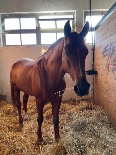 a brown horse standing in hay in a stall at Agriturismo Tenuta Filippi in Narni