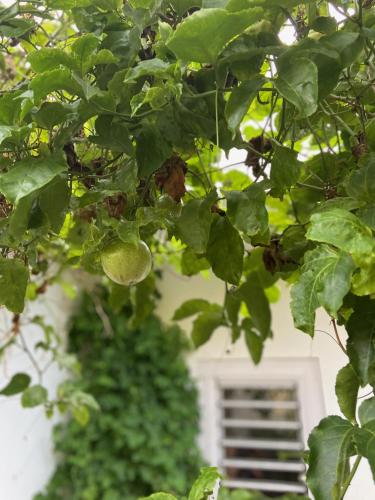 a tree with green leaves in front of a window at Otium in Coteau Raffin