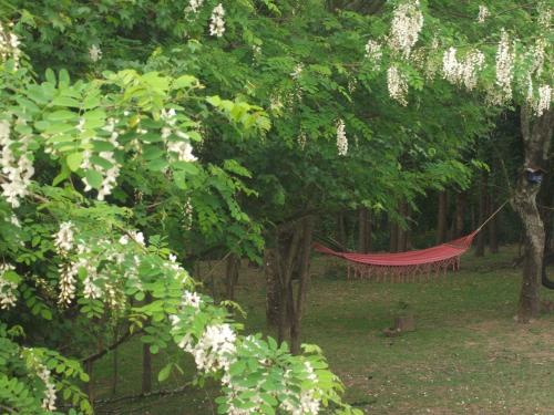 a hammock in the middle of a forest with trees at Locanda di Campagna in Mulazzo