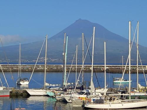 a group of boats docked in a harbor with a mountain at SEASTAR nº38 in Horta