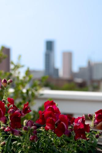 a group of red flowers with a city in the background at Luxury Federal Hill Home with Rooftop & 4 Parking Spots in Baltimore