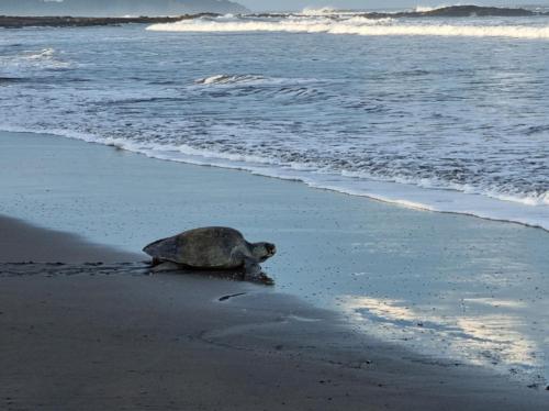 a sea turtle sitting on the beach near the water at casa de playa Paraíso terrenal in San Juanillo