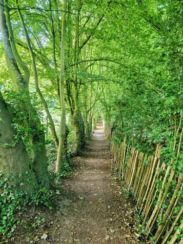 a path through a forest with trees and a fence at B&B Le Reclus in Mont-de-l'Enclus