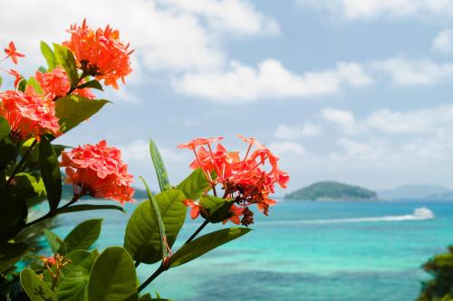a red flower with the ocean in the background at Colibri Hotel in Baie Sainte Anne