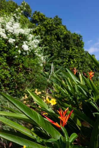 a group of plants with flowers and trees at Colibri Hotel in Baie Sainte Anne