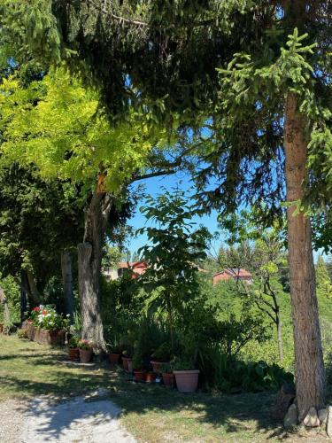 a row of trees and potted plants in a park at Moncrivel Rooms & Relax in Benevello