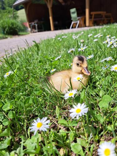 a baby duck sitting in the grass with flowers at Guest House Kveder in Škofja Loka