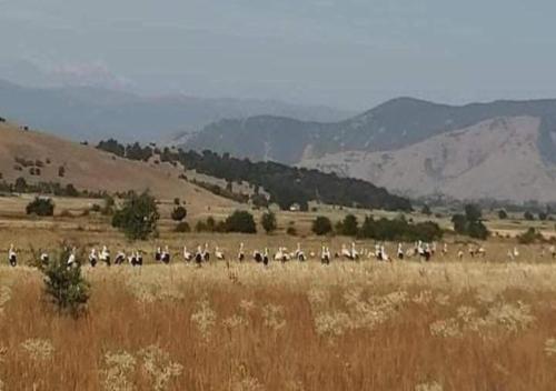 una manada de animales caminando por un campo en Shtrkovi - Storks, en Petrovec