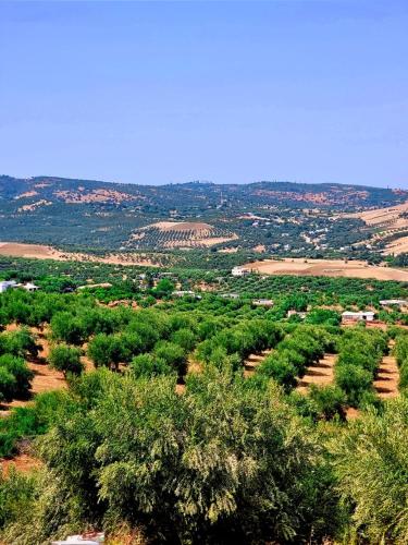 an overhead view of a field with trees and houses at La Belle Etoile in Ouazzane