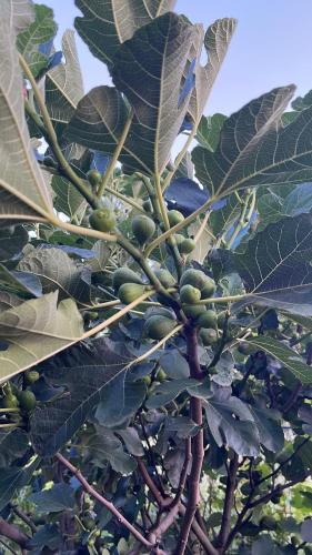 a bunch of green fruits on a tree at Vila Helena in Colići