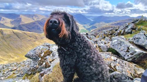 a dog standing on top of a mountain at Bothan Creag Sobhrag in Ballachulish