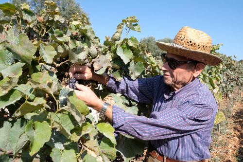 a man wearing a hat picking grapes from a tree at Masseria Grieco in Ostuni