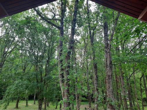 een groep bomen met groene bladeren erop bij Le Clos de Mesvres in Civray-de-Touraine
