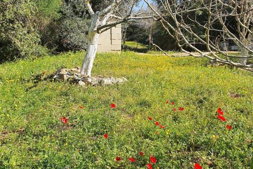 a tree in the middle of a field of flowers at הבית ליד הבוסתן in Mikhmannim