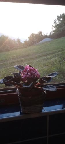 a bouquet of pink flowers sitting on a window sill at Family owned self sufficient ECO farm TARA in Pljevlja