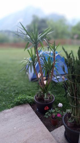 a group of potted trees and plants in a garden at Family owned self sufficient ECO farm TARA in Pljevlja