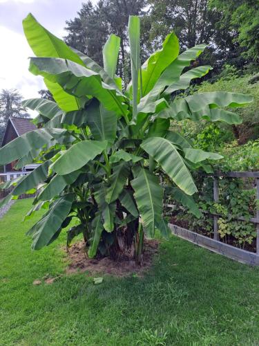 a banana tree in a yard next to a fence at Ferienwohnung Brenner in Bruck an der Mur