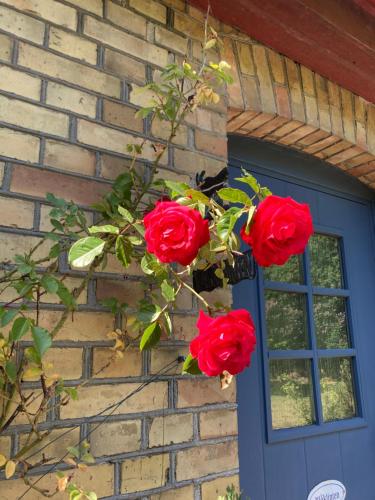 a group of red roses on a brick house at Windalens på Österlen in Tomelilla
