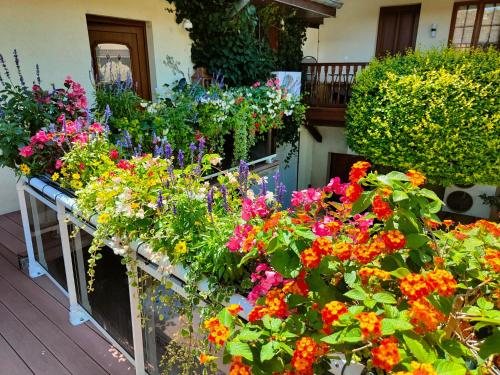 a bunch of colorful flowers in a garden at GÎTE DE LA FONTAINE in Wangen