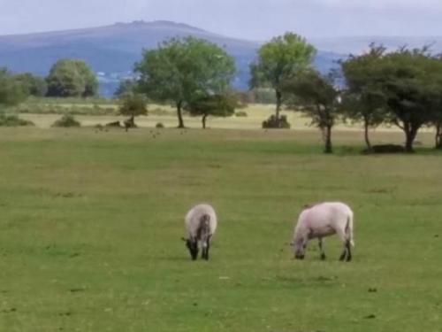 two sheep grazing in a field of green grass at The Rosemont in Yelverton